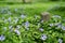 Selective focus on old concrete post with little blossom purple flowers and green bush in foreground and background