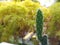 Selective focus of Opuntia Tuna Monstrusa on garden with a Bokeh background