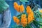 Selective focus orange color Rhynchostylis giganteaLindl.Ridl. Beautiful orange color orchid.
