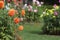 Selective focus of orange dahlia flowers blooming in a botanical garden in Halifax, Germany