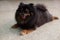 Selective focus on Orange Sable Pomeranian Puppy sitting on the marble floor background