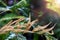 Selective focus on Osmanda fern or Royal fern fertile frond show