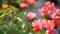 Selective focus of outdoor reddish orange Bougainvillea flowers planted outdoor