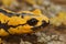 Selective focus p shot of yellow European fire salamander