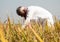 Selective focus on Paddy crop, Farmer busy working on paddy field during hot sunny day - Indian Rural lifestyle during harvesting