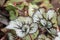 Selective focus Painted leaf begonia in the garden.Colorful pattern of beautiful painted - leaf begonia.Rex begonias