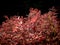 Selective focus of Panicled Dogwood plant in Big Hills Springs Park west Airdrie, Alberta in Canada