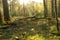 Selective focus panorama of sunlit mixed woodland