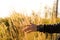 Selective focus of a person walking in the field touching the growing golden wheat plants