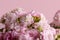 Selective focus on petals of pink kalanchoe flowers