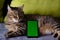 Selective focus on phone with greenscreen of chromakey mockup with tracking markers next to cat. Green screen and chroma key with