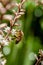 Selective focus photo of brown bee pollinating on white flowers of Cordyline Australis flowers.