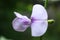 Selective focus photograph.green bean flower.