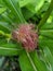 Selective focus picture of sweet corn fruits