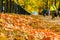 Selective focus, pile of autumn leaves with constitution hill road in the background