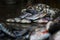 selective focus on pile of tilapia fish laying on ground in indian fish market
