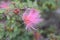 Selective focus of pink Calliandra eriophylla with blurred background