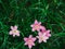 Selective focus Pink flower Zephyranthes grandiflora