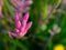 The Selective focus of Pink Kangaroo Paw Flowers belong to the genus Anigozanthos in a spring season at a botanical garden.