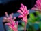 The Selective focus of Pink Kangaroo Paw Flowers belong to the genus Anigozanthos in a spring season at a botanical garden.