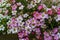 Selective focus on pink, magenta and white Rockfoil and Mossy fl