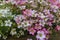 Selective focus on pink, magenta and white Rockfoil and Mossy fl