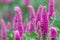 Selective focus of pink Veronica spicata with green blurred background