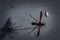 Selective focus on pinned paper wasp insect suspended over a blank surface.