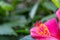 Selective focus of pollen of hibiscus flowers