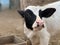 Selective focus portrait view of a black and white calf  on a farmland