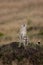 Selective focus of a predatory cheetah in a grassy field with a blurry background