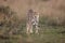 Selective focus of a predatory cheetah in a grassy field with a blurry background