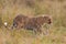 Selective focus of a predatory cheetah in a grassy field with a blurry background