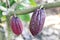 selective focus purple cacao fruit grows on numerous trees in Thai farmer fields