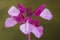 Selective focus of a purple colored Orchis papilionacea on an unfocused background. S