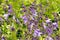 Selective focus of purple flowers of perennial plant Hosta