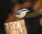 Selective focus of a red-breasted nuthatch perching on the tree stump on the blurred background