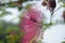 Selective focus on RED CALLIANDRA HAEMATOCEPHALA FLOWER WITH BEE  with blur background in park in morning sunlight.