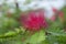 Selective focus on RED CALLIANDRA HAEMATOCEPHALA FLOWER with green leaves.