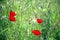 Selective focus on the red corollas of poppies in the foreground, with the background of the green field with other flowers and bu