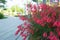 Selective focus on Red Fountainbush flowers Russelia equisetiformis against blurred green background. Also known as Firecracker, c