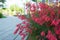 Selective focus on Red Fountainbush flowers Russelia equisetiformis against blurred green background. Also known as Firecracker, c