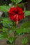 Selective focus on Red hibiscus flowers with green leaves in the garden isolated with blur background in vertical.