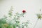 Selective focus on a red petal rose, on a leafy stem in the garden, against a white wall