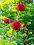 Selective focus of a red pompom dahlia in a garden with blurred background