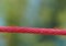 Selective focus on the red rope with small red ants walking on the line