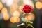 Selective focus on a red rose bud petal with vibrant bokeh, Valentines theme