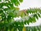 Selective focus of refreshing green leaves of Star Gooseberry tree