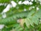 Selective focus of refreshing green leaves of Star Gooseberry tree