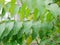 Selective focus of refreshing green leaves of Star Gooseberry tree